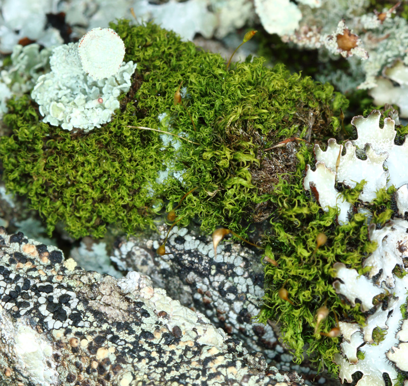 Kiaeria blyttii